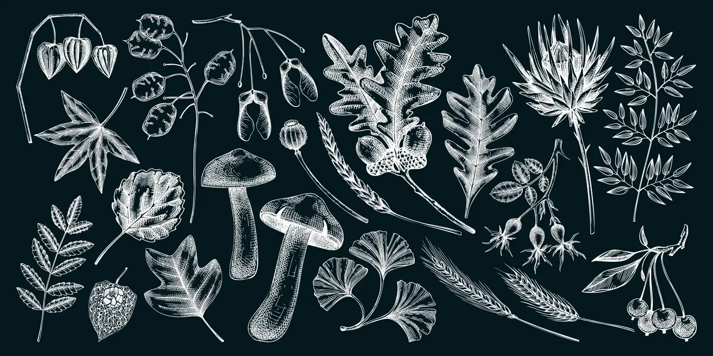Sketched autumn leaves and dried flowers collection. Hand-drawn botanical sketches. Dried herbs, fall leaves, mushrooms, and fruit illustrations. Vintage drawings for thanksgiving on chalkboard Illustration